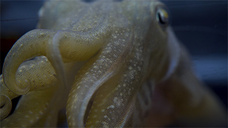 Photo close up of a cuttlefish